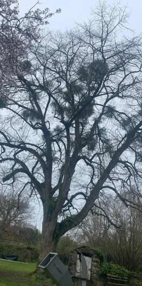 Entretien d'arbre à Avrillé