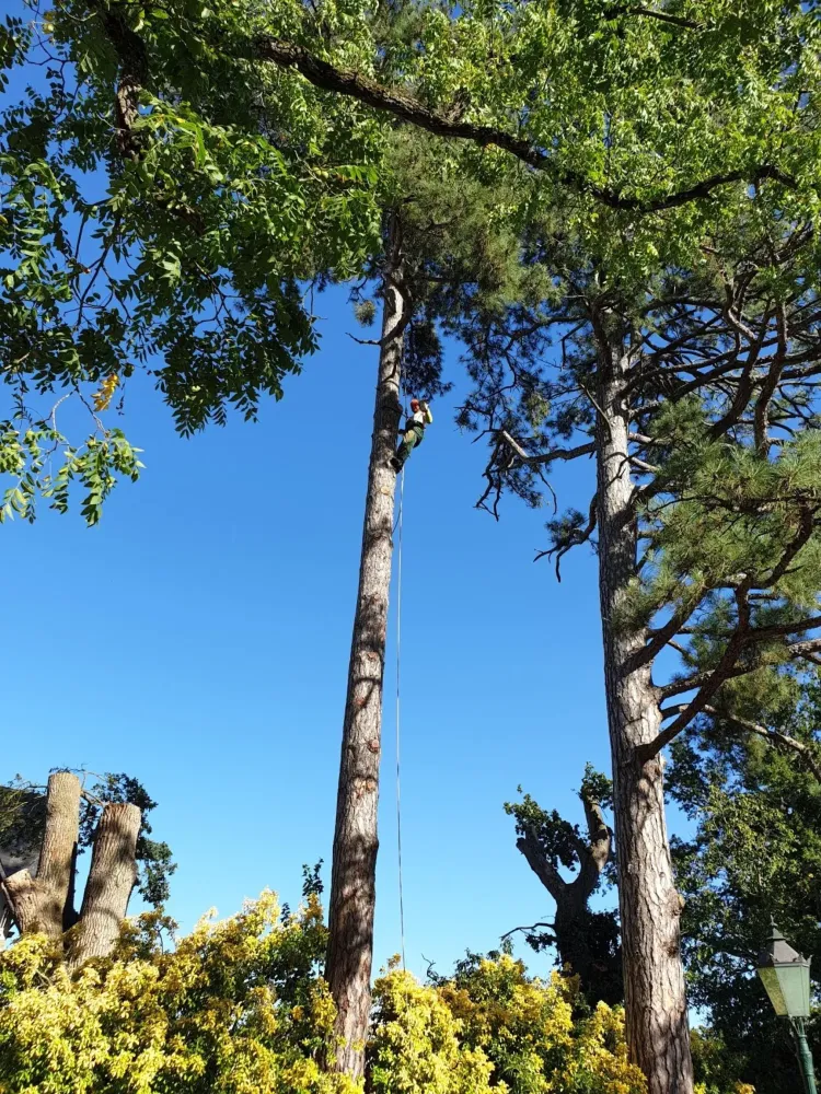 grand arbre élagage