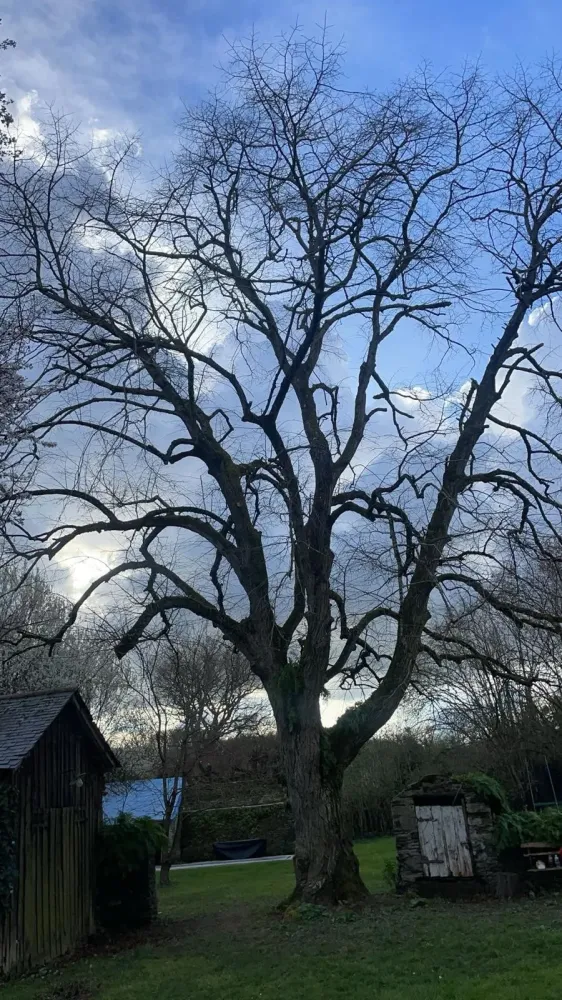 Abattage d’arbres