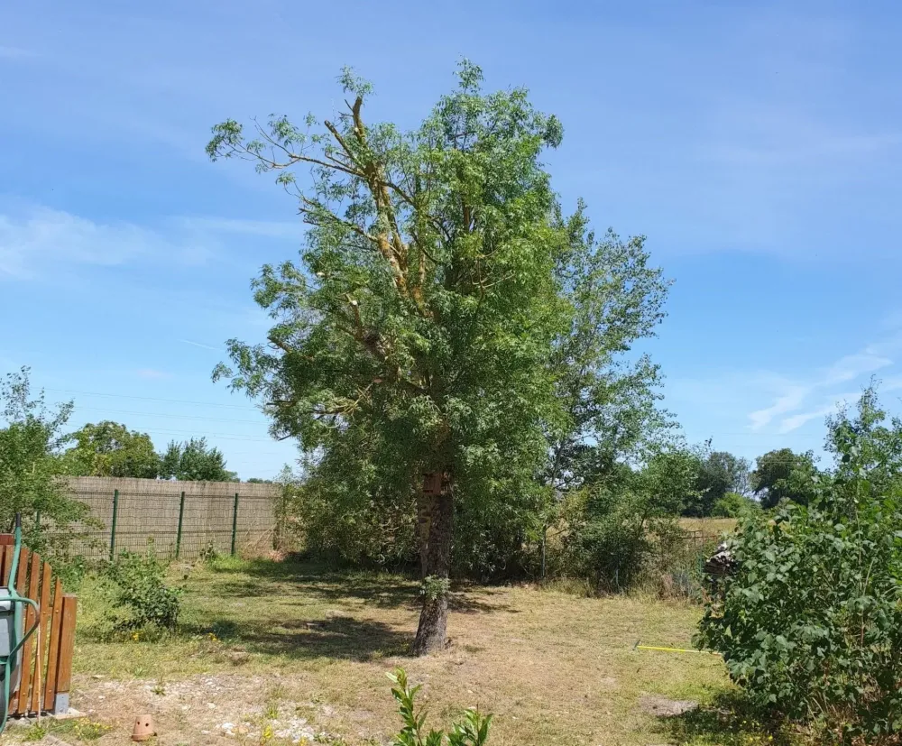 dessouchage arbres